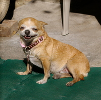 Chihuahua smiling